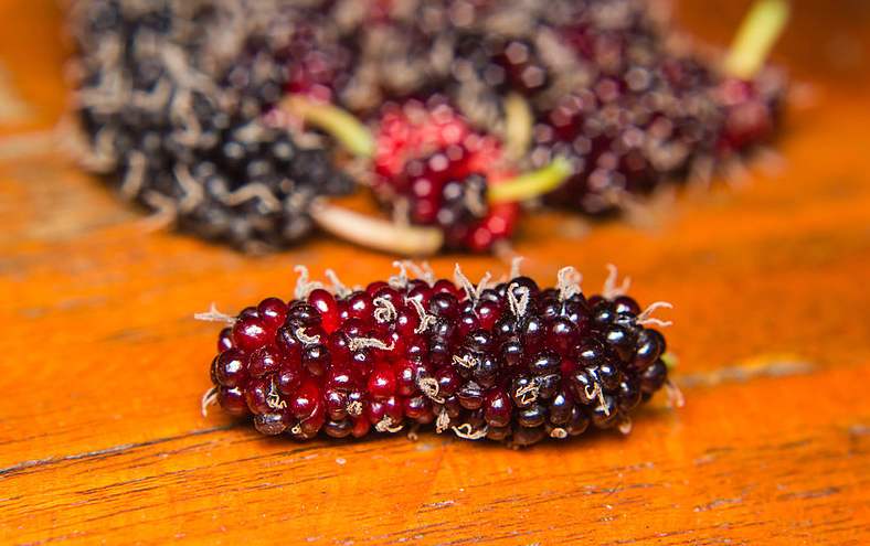 自制桑葚酒有效期是多久(自制桑葚酒保质期多长时间)