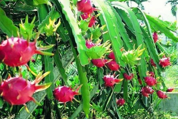 吃火龙果会胖吗(吃火龙果会胖吗?) 吃火龙果会胖吗(吃火龙果会胖吗?)