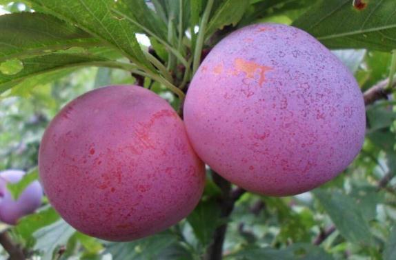 肠胃不好可以吃李子吗(李子伤胃还是养胃) 肠胃不好可以吃李子吗(李子伤胃还是养胃)