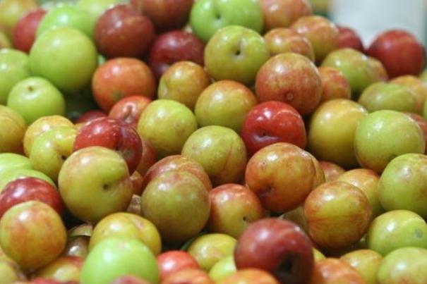 李子怎么储存时间长(李子怎么储存时间长) 李子怎么储存时间长(李子怎么储存时间长)