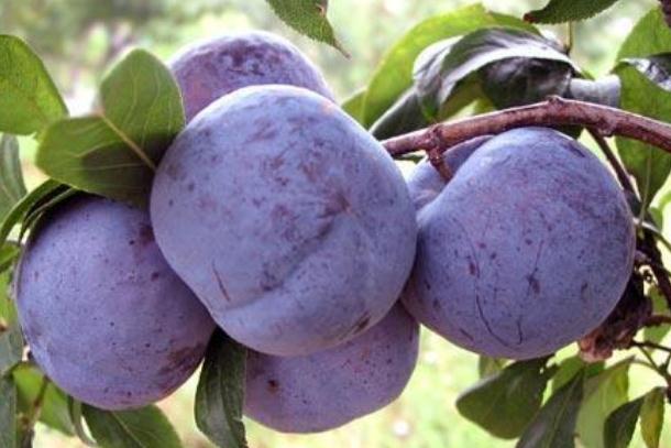 吃李子会上火吗?(吃李子会上火吗)