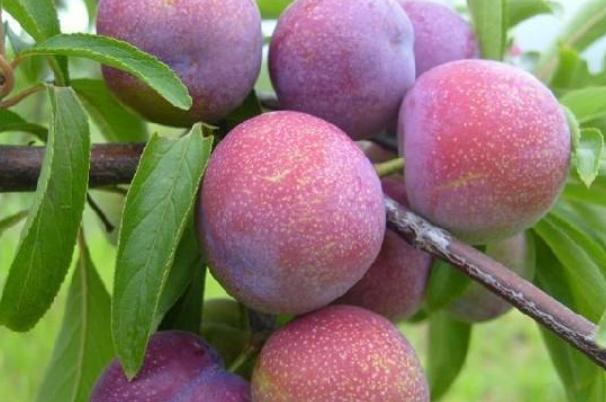 吃李子的好处有哪些(吃李子的好处有哪些) 吃李子的好处有哪些(吃李子的好处有哪些)