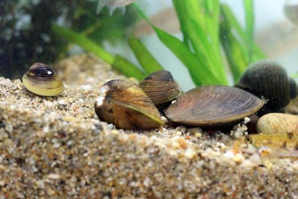 河蚌肉可以冷冻保存吗(河蚌肉可以冷冻保存吗)