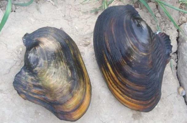 痛风患者可以吃河蚌吗(痛风患者可以吃河蚌吗?)