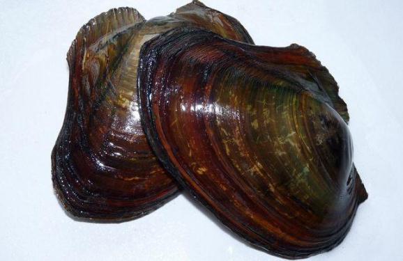 河蚌肉怎么做才能烂(河蚌肉怎么做才能烂)