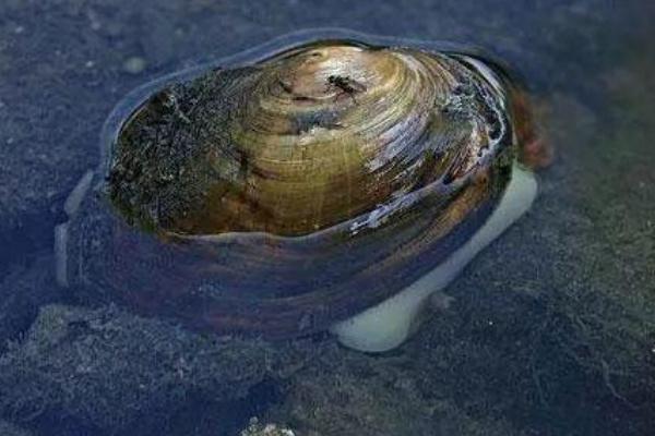 哪些人最适合吃河蚌肉(什么人不适合吃河蚌肉)