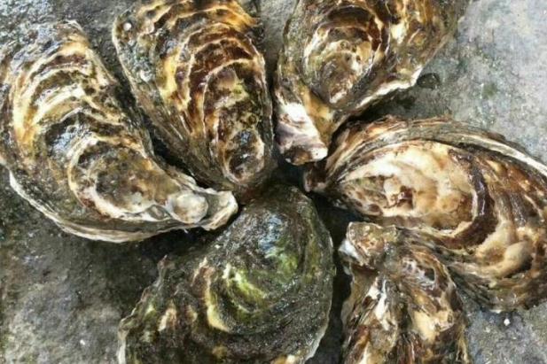 生蚝的吃法(生蚝的吃法应该怎么吃) 生蚝的吃法(生蚝的吃法应该怎么吃)