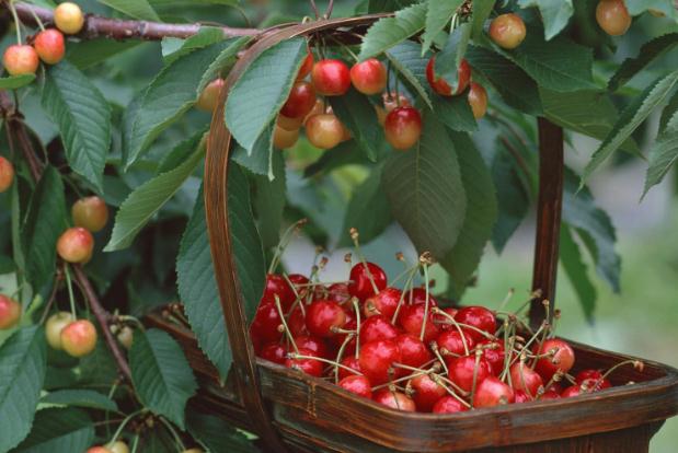 吃樱桃要注意什么(吃樱桃要注意什么)