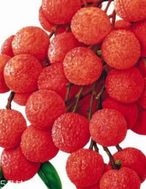 荔枝能给狗狗吃吗(荔枝能给狗狗吃吗)