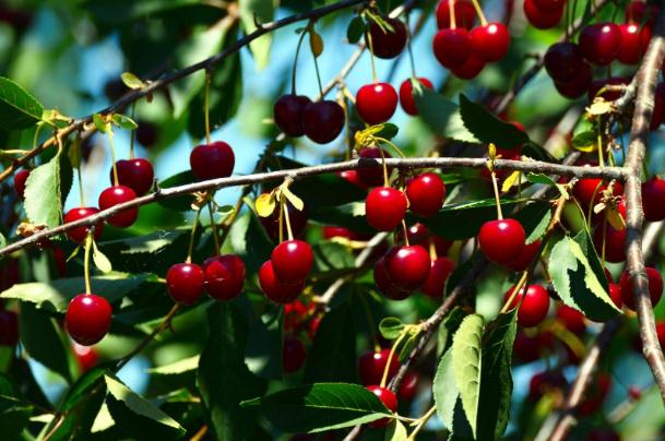 樱桃和车厘子的营养区别(樱桃和车厘子的营养区别在哪里) 樱桃和车厘子的营养区别(樱桃和车厘子的营养区别在哪里)