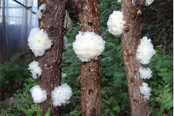 银耳怎么做才能补充胶原蛋白(银耳怎么做才能补充胶原蛋白)