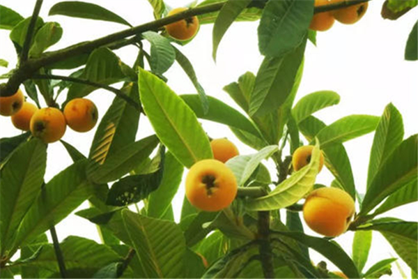 枇杷叶煮水苦怎么办(枇杷叶煮水苦怎么办)