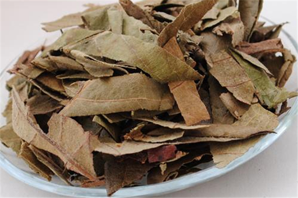 枇杷叶煮水喝了会过敏吗(枇杷叶煮水喝了会过敏吗)