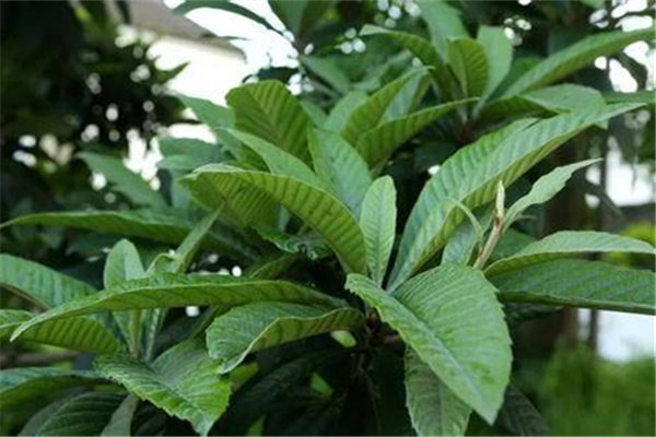 枇杷叶有哪些功效(枇杷叶有哪些功效)