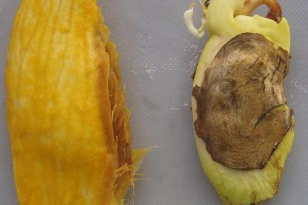 芒果核可以种吗(芒果核可以种吗) 芒果核可以种吗(芒果核可以种吗)