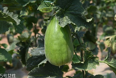 脆瓜怎么吃(羊角脆瓜怎么吃)