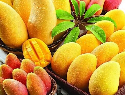 芒果几月份成熟(芒果几月份成熟上市)