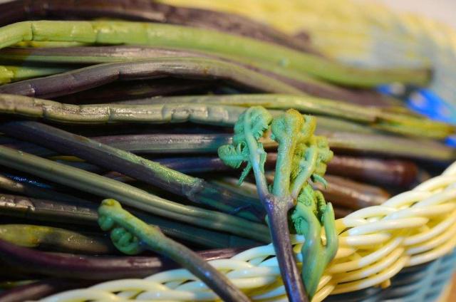 龙爪菜的副作用(龙爪菜的副作用) 龙爪菜的副作用(龙爪菜的副作用)