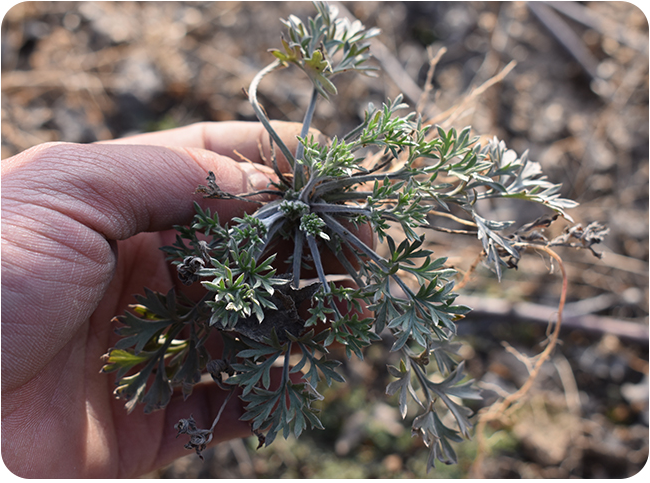 茵陈的食用方法(茵陈的食用方法有哪些?) 茵陈的食用方法(茵陈的食用方法有哪些?)