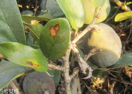 薜荔果的产地(薜荔果的产地)