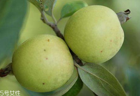 多依果的吃法(多依果的吃法)