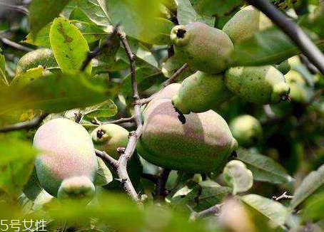 皱皮木瓜的功效(皱皮木瓜的功效和作用)