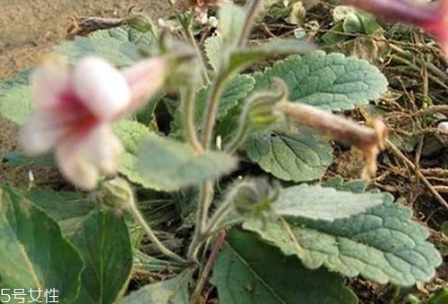 生地的加工处理(生地黄的加工方法)