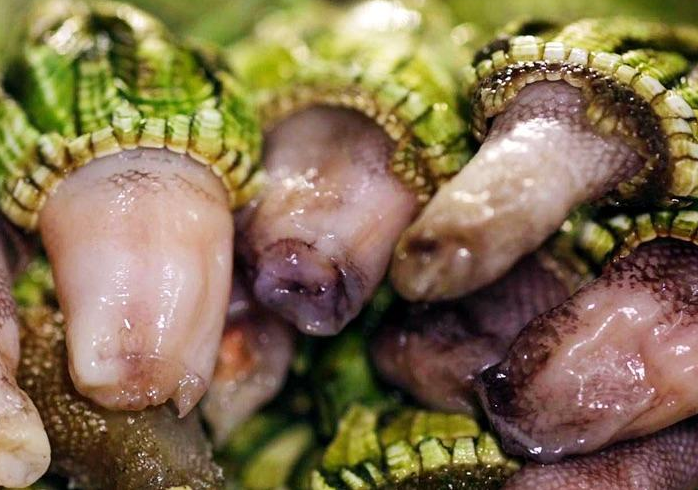 鹅颈藤壶怎么吃(鹅颈藤壶怎么吃图解)