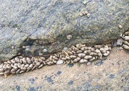 佛手螺怎么保存方法(佛手螺怎么保存方法)