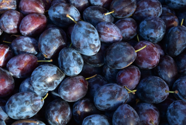 西梅的功效作用(水果西梅的功效作用)