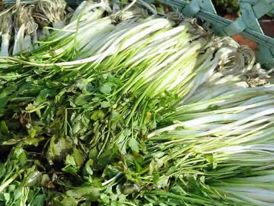 吃水芹菜有哪些好处(吃水芹菜有哪些好处)