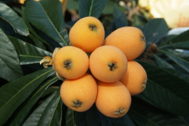 枇杷怎么吃(枇杷怎么吃治咳嗽最好)