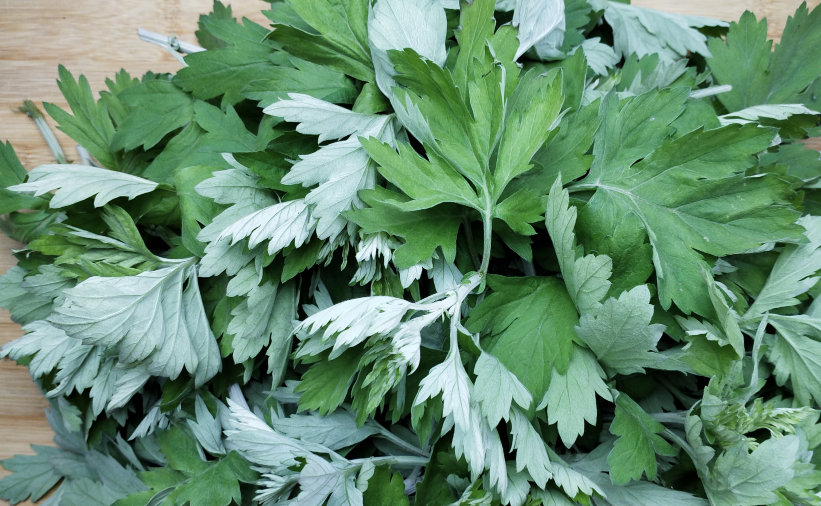 艾叶煮水的作用和功效(艾叶煮水的作用和功效) 艾叶煮水的作用和功效(艾叶煮水的作用和功效)