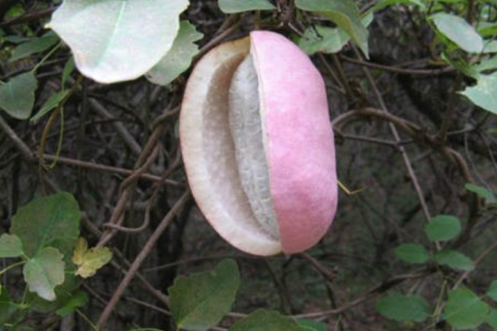 八月瓜果皮泡水喝的作用(八月瓜皮泡水喝的功效)