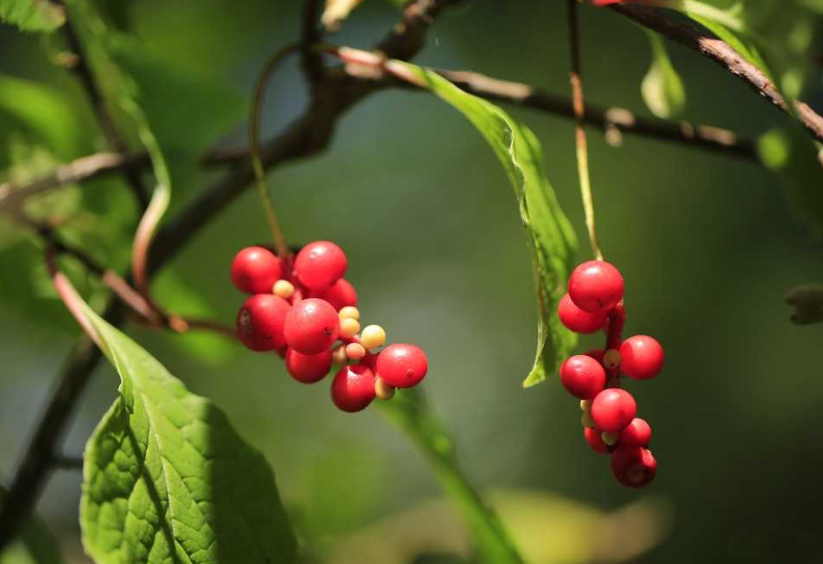 什么是五味子(什么是五味子,五味子的用途) 什么是五味子(什么是五味子,五味子的用途)