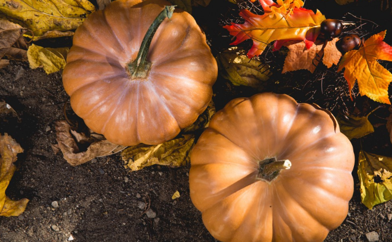 南瓜根的食用方式(南瓜根的作用) 南瓜根的食用方式(南瓜根的作用)