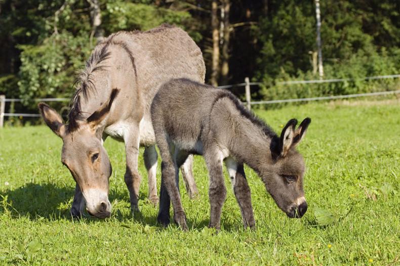 驴奶粉的注意事项(驴奶粉的正确食用方法)