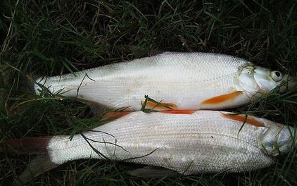 香煎红尾鱼的做法(香煎红尾鱼的做法)