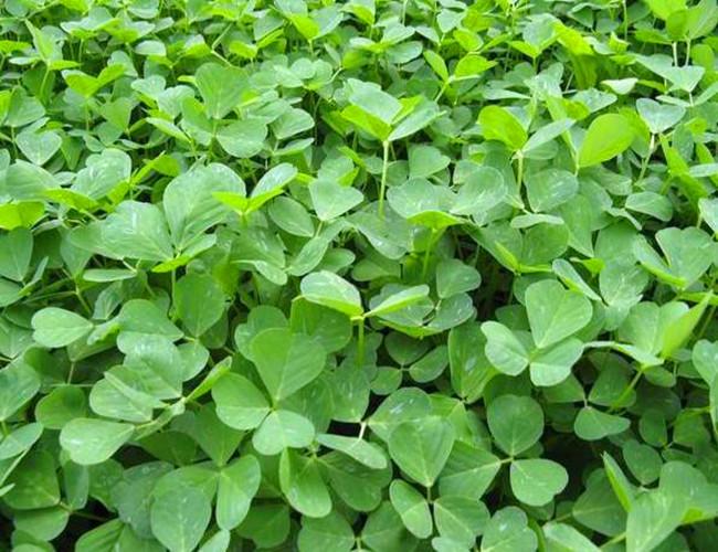 草头菜栽培方法(头菜种植技术和方法) 草头菜栽培方法(头菜种植技术和方法)