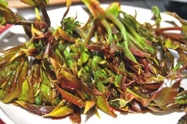 吃香椿芽的注意事项(吃香椿芽的注意事项)