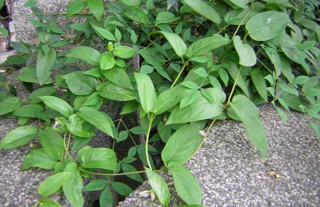 鸡屎藤的营养价值(鸡屎藤的营养价值)