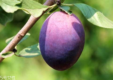 加州西梅处理方法(美国加州西梅) 加州西梅处理方法(美国加州西梅)