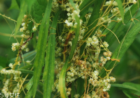 菟丝子适宜人群(菟丝子适宜人群)