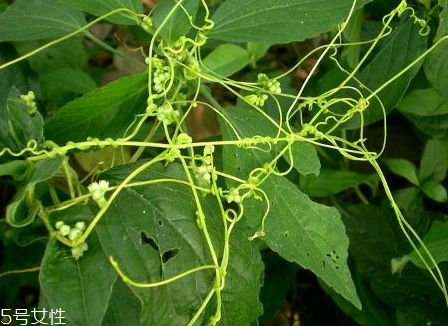 菟丝子生长习性(菟丝子的生长环境)
