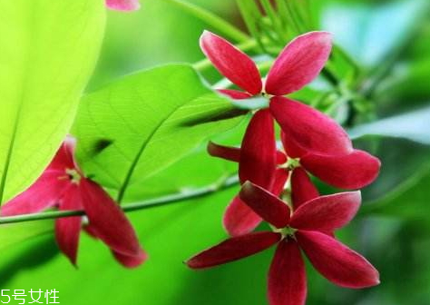 车仔面和方便面的区别(车仔面和方便面的区别)