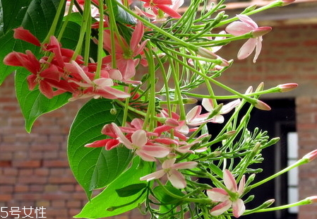 使君子的产地(使君子的产地)