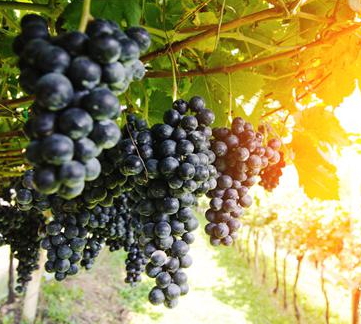 吃黑提皮的坏处(黑提皮有营养吗)