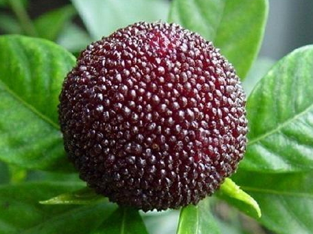 杨梅多少钱一斤(杨梅多少钱一斤?)