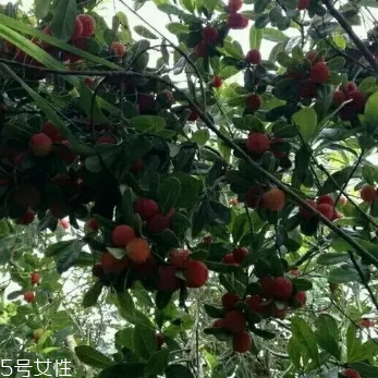 乌酥杨梅好吃吗(乌酥杨梅的产地)