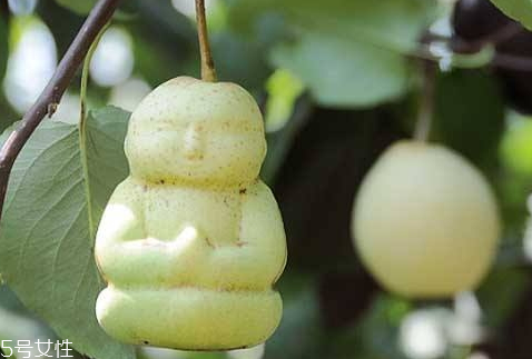 不熟的人参果可不可以吃(不熟的人参果可以吃吗)